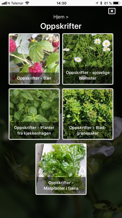 Spiselige vekster i naturen screenshot-5