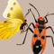 Insects make up the vast bulk of species diversity, with just over a million described species organized into about thirty major subgroups called orders