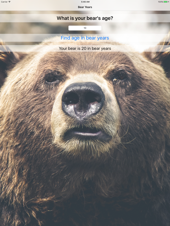 Screenshot #6 pour Bear Years - Fun For Kids!