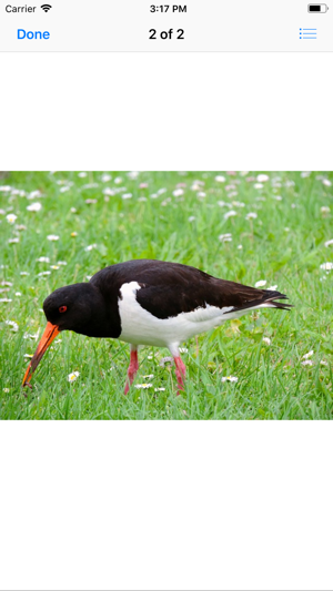 Oystercatcher Stickers(圖3)-速報App