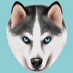 My Siberian Husky