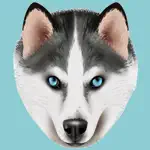 My Siberian Husky App Positive Reviews