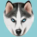 My Siberian Husky App Problems