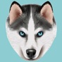 My Siberian Husky app download