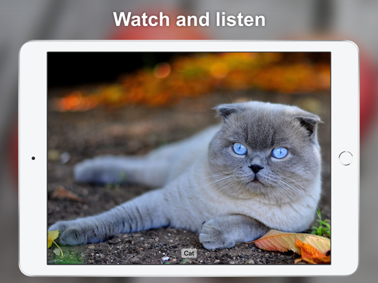 Sound Touch for Toddlers iPad screenshot 1 - Education app