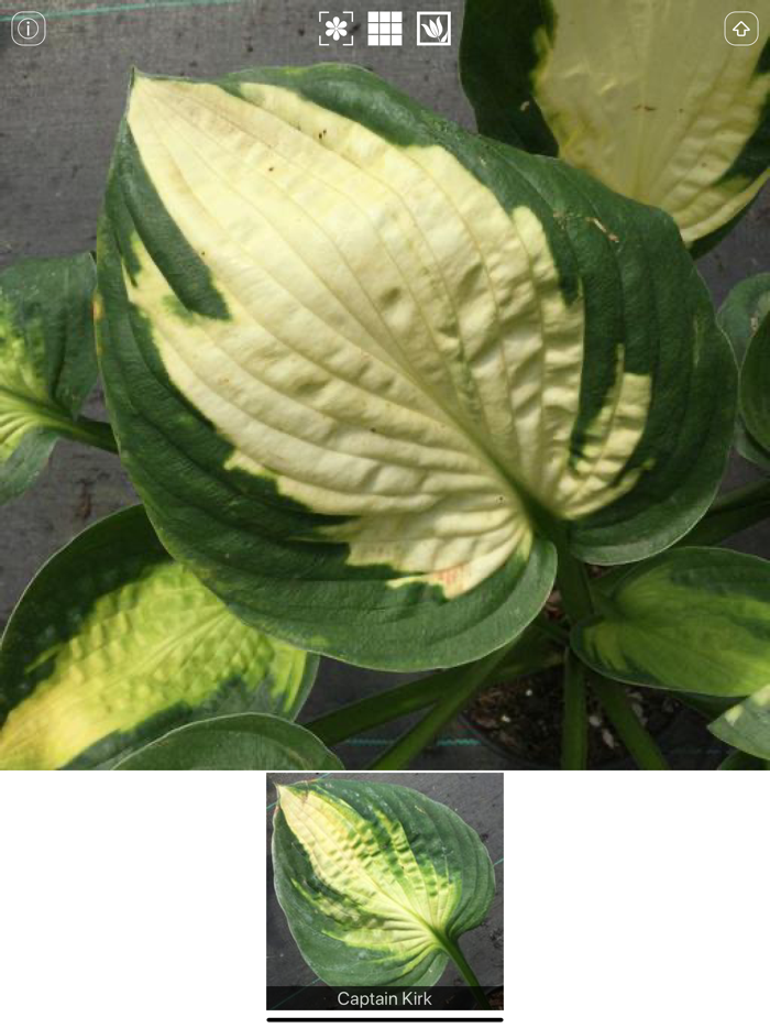 Hostas