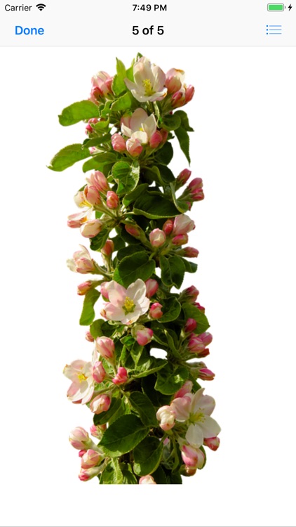 Apple Blossoms screenshot-5