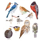 Top 30 Education Apps Like Common Birds Songs - Best Alternatives