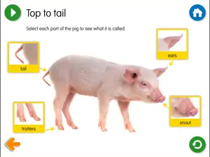 The Three Little Pigs - US screenshot 4