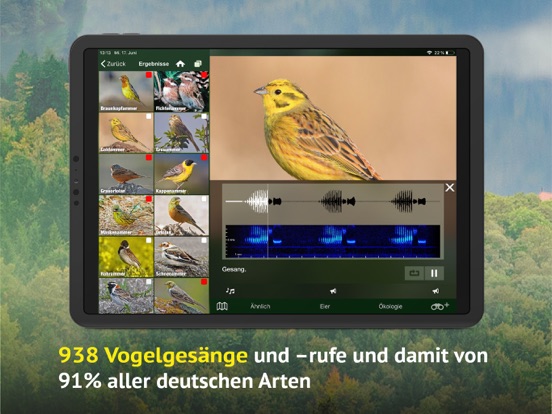 Screenshot #6 pour Alle Vögel Deutschland