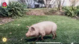 Game screenshot AR Petting Zoo apk