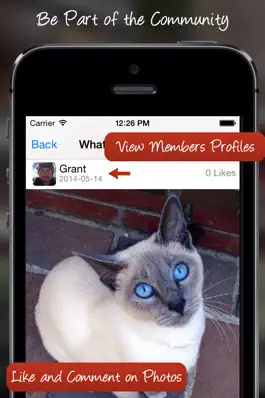 Game screenshot Tag A Cat - The Cat Photo App hack