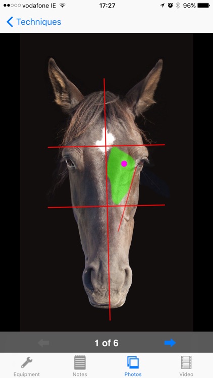 BEVA Equine Techniques