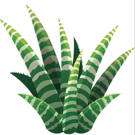 Succulents Addiction