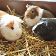 Guinea Pig Guide