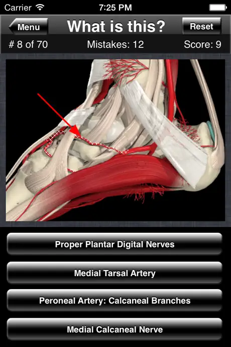 Anatomy Foot Quiz