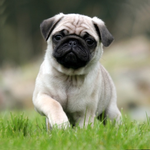 Popular Dog Breed HD Wallpaper icon