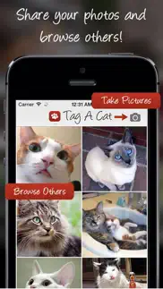 tag a cat - the cat photo app iphone resimleri 1