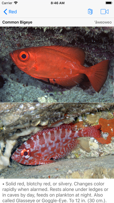 Snorkel Fish Hawaii for iPhoneのおすすめ画像4