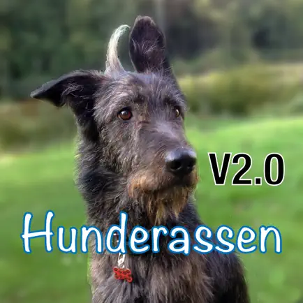Hunderassen aus aller Welt Читы