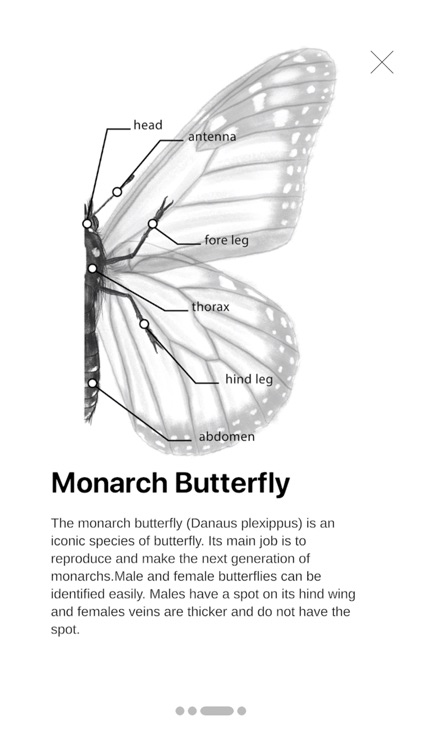 Butterfly Story screenshot-3