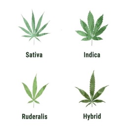 Grow Like A Pro Mobile