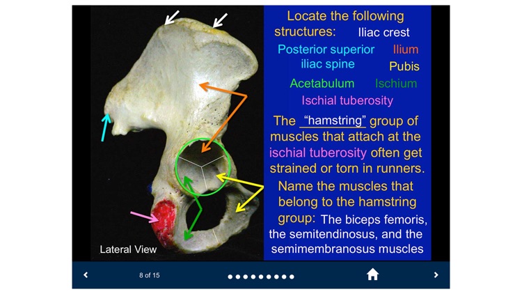 MSK Anatomy - SecondLook