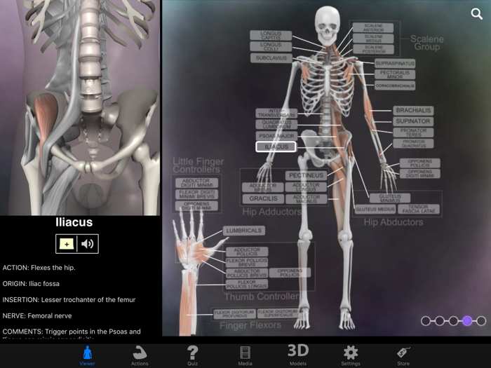 Muscle and Bone Anatomy 3D