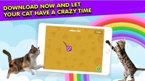 Ninja Cat: Game for Cats screenshot