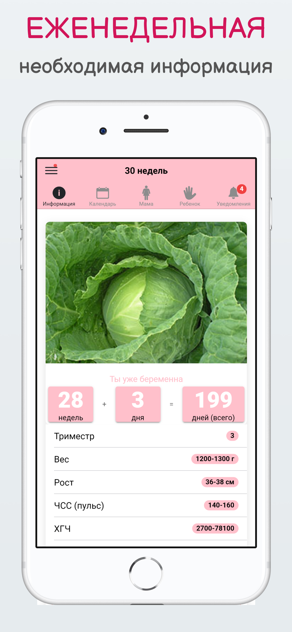 Беременность по неделям KLO