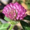 This App, which operates without an internet connection, helps you find and identify plants
