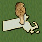 Massachusetts Mushroom Forager app download