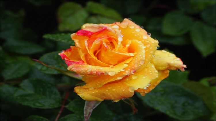 FortyHertz screenshot-3