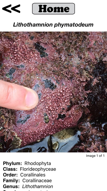 Seaweed Sorter screenshot-5