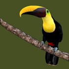 Animals of Costa Rica