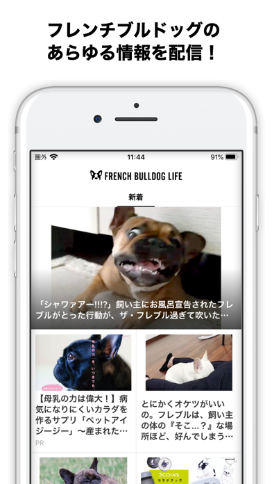 French Bulldog Life Screenshot
