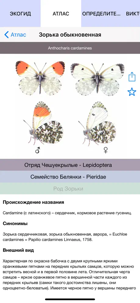 Экогид - Бабочки