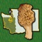 The forests and woodlands of the Pacific Northwest are ecosystems rich with edible wild mushrooms if you know where to look