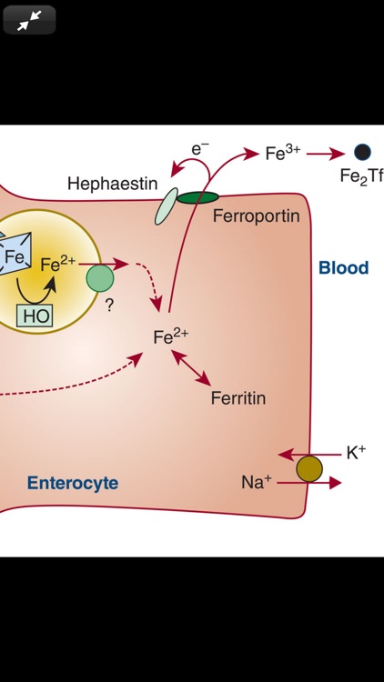 Williams Hematology, 9E screenshot-8