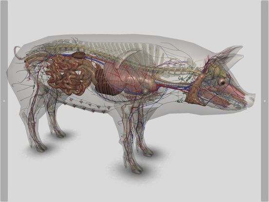 Screenshot #6 pour 3D Pig Anatomy