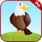 Top 50 Education Apps Like Bird Sounds Animal Kids Games - Best Alternatives