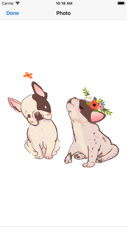 Pug French bulldog & Dachshund