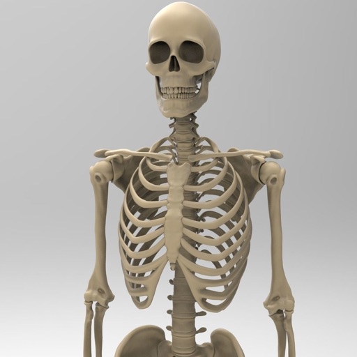 Skeletal System Anatomy Icon