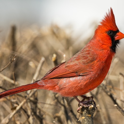 Encyclopedia of Birds Icon