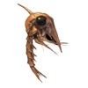 ZooPlankton icon