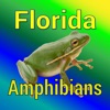 Florida Amphibians