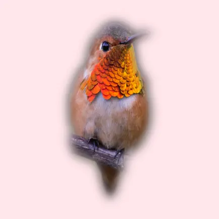 Birds of North America Читы