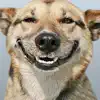 Funny Doge Animated Stickers negative reviews, comments