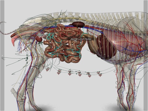 3D Pig Anatomyのおすすめ画像8