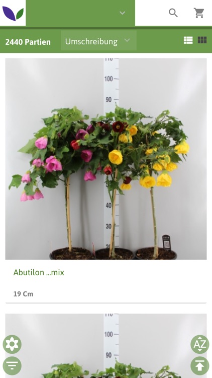 Blumengrossmarkt Wurselen